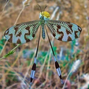 Meet your Posher, Virginia